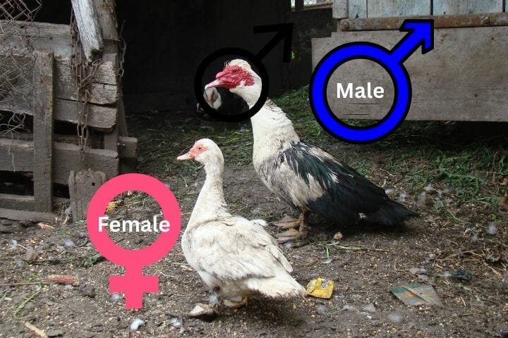 Muscovy Duck Male Vs Female
