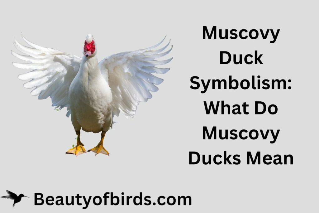 Muscovy Duck Symbolism