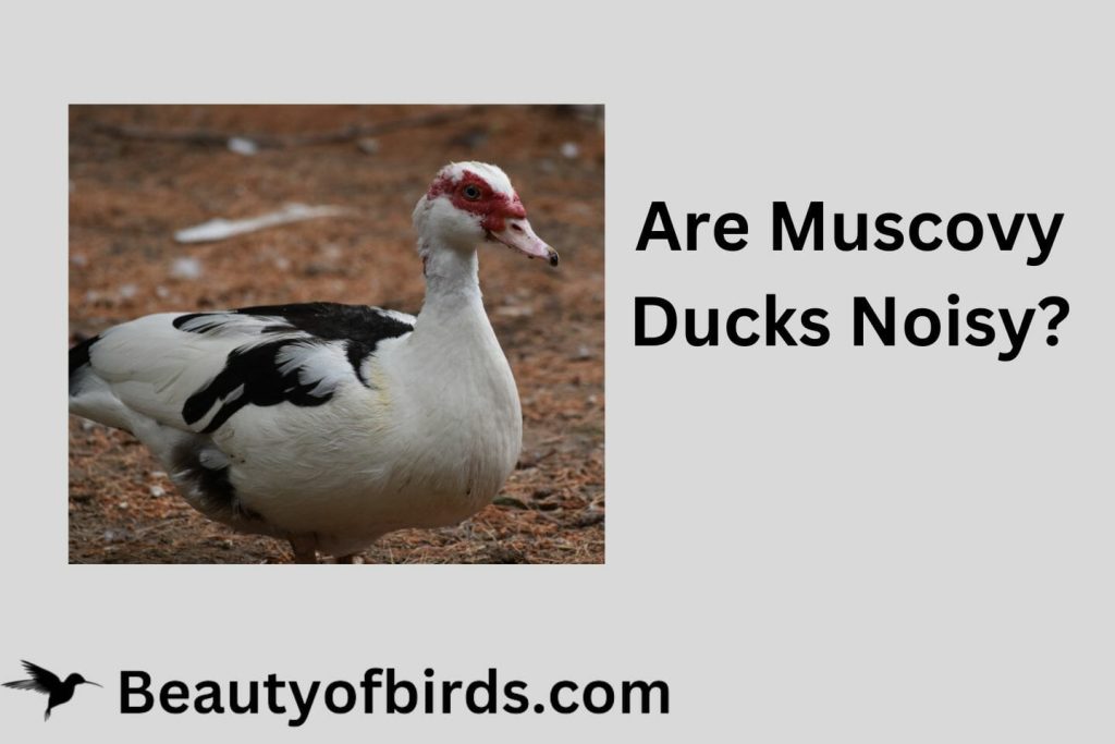Are Muscovy Ducks Noisy