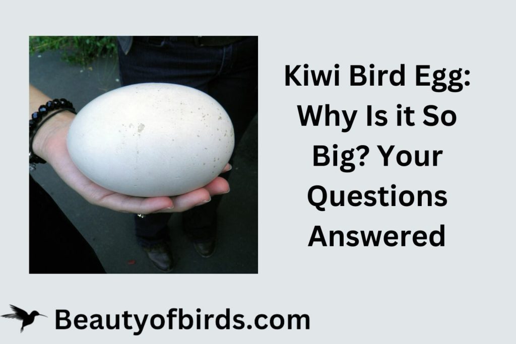 Kiwi Bird Egg