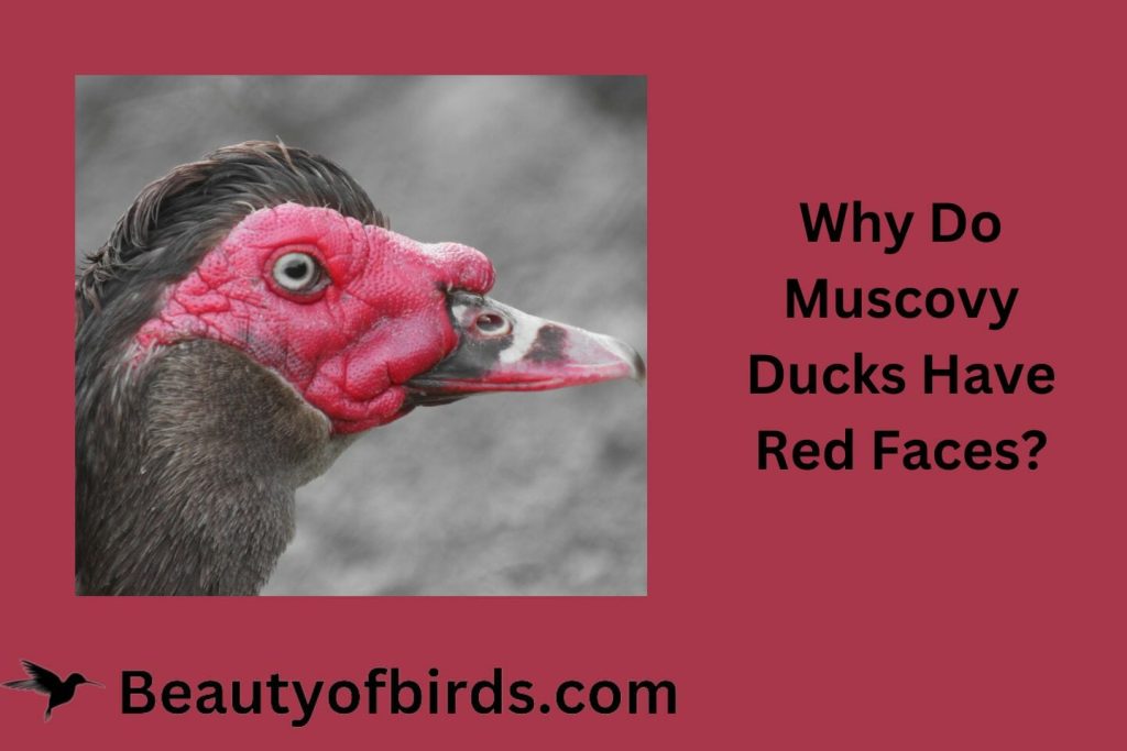 Why Do Muscovy Ducks Have Red Faces