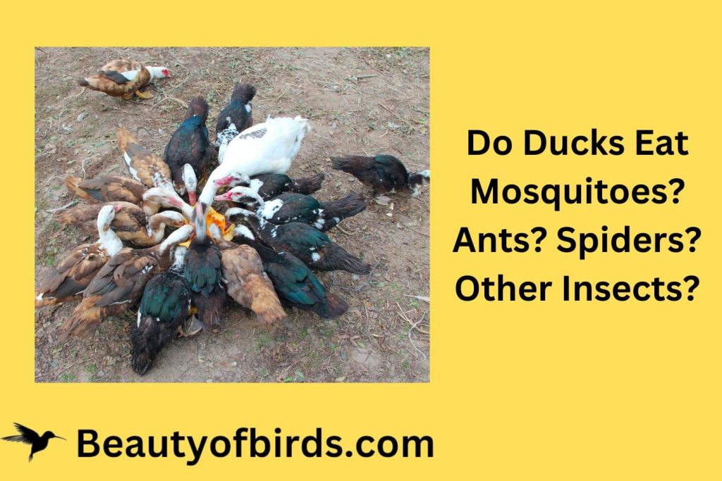 Do Ducks Eat Mosquitoes