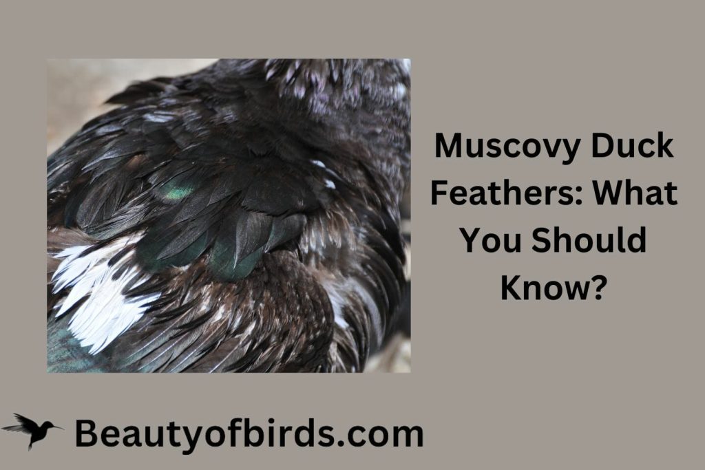Muscovy Duck Feathers