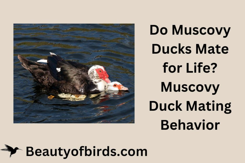 Do Muscovy Ducks Mate for Life