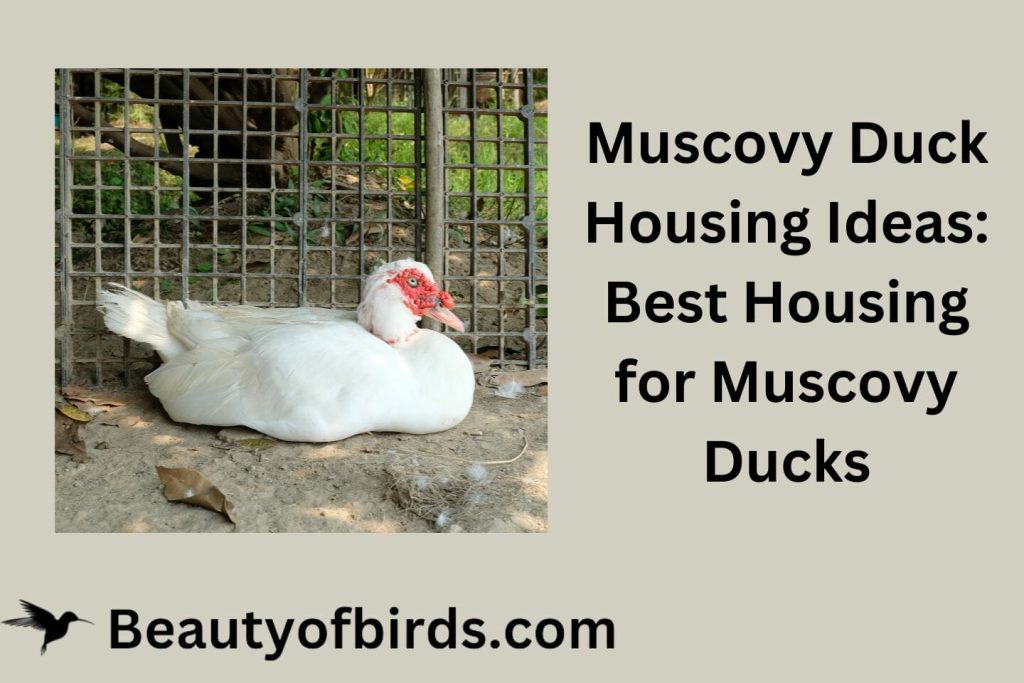 Muscovy Duck Housing Ideas