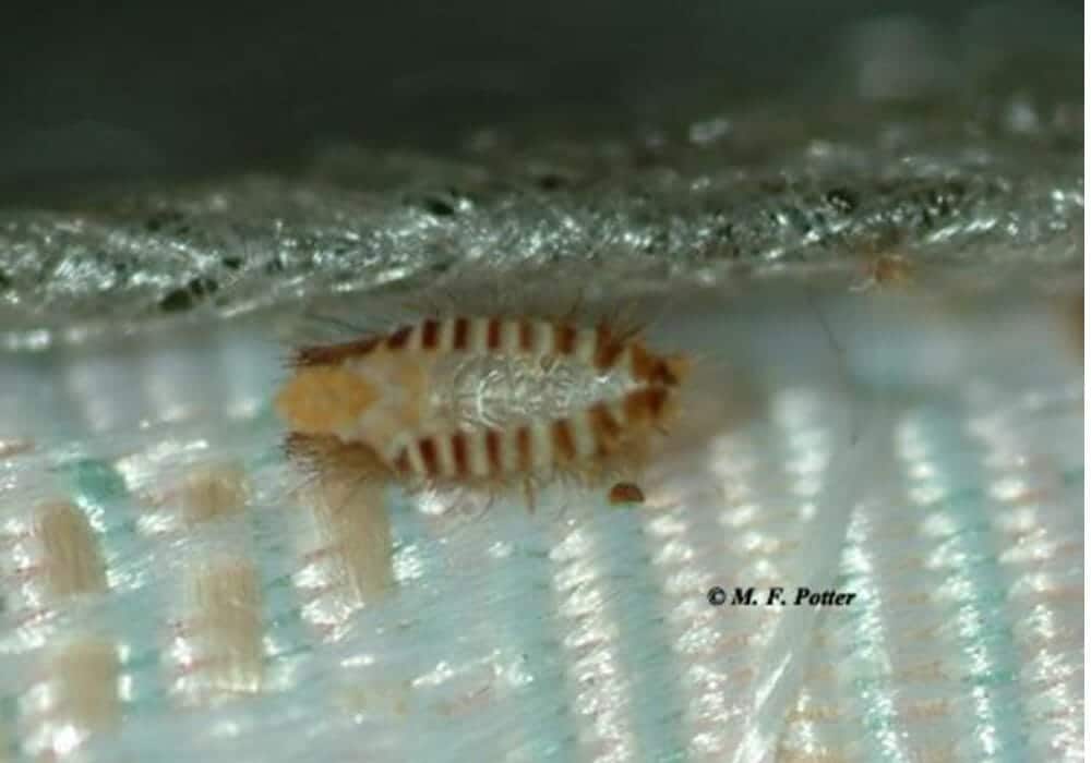 A carpet beetle larvae