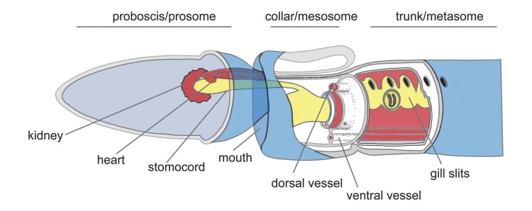 acorn worm anatomy