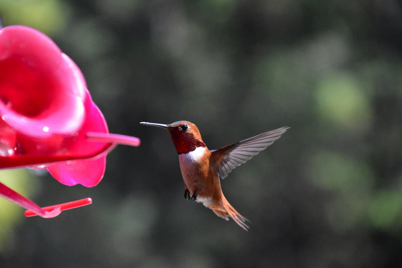 Allen's Hummingbirds Hovering on a Pink Flower to Get The Nectar.
