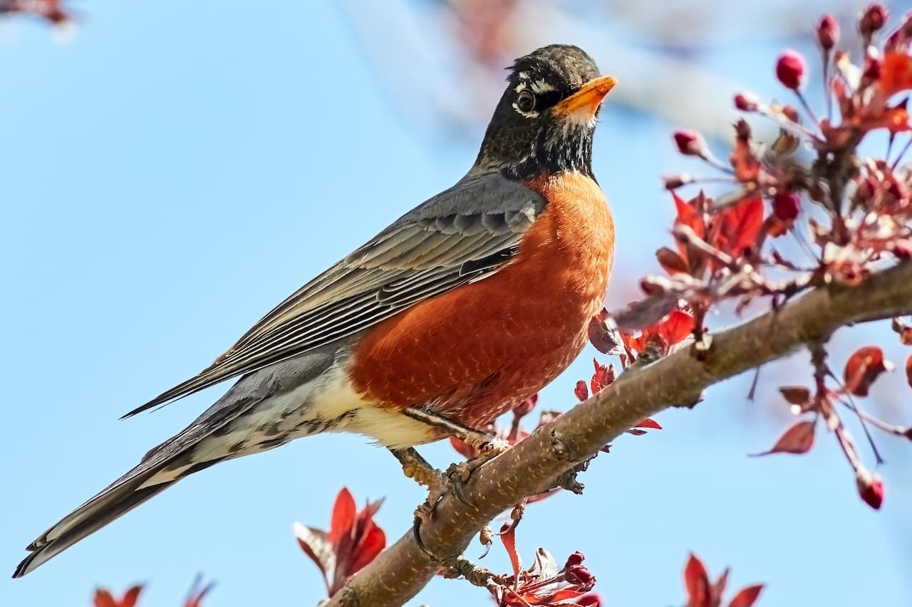The American Robin Perched In The Branch Of A Tree
