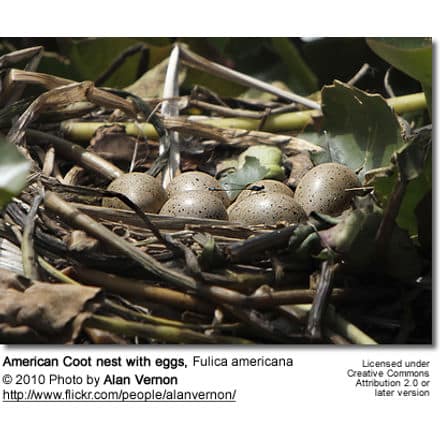 American Coot nest with eggs, Fulica americana - nest with eggs
