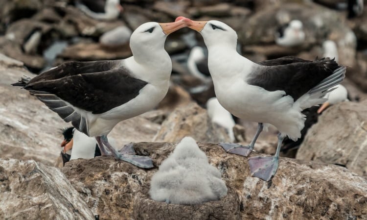 monogamy in albatross birds