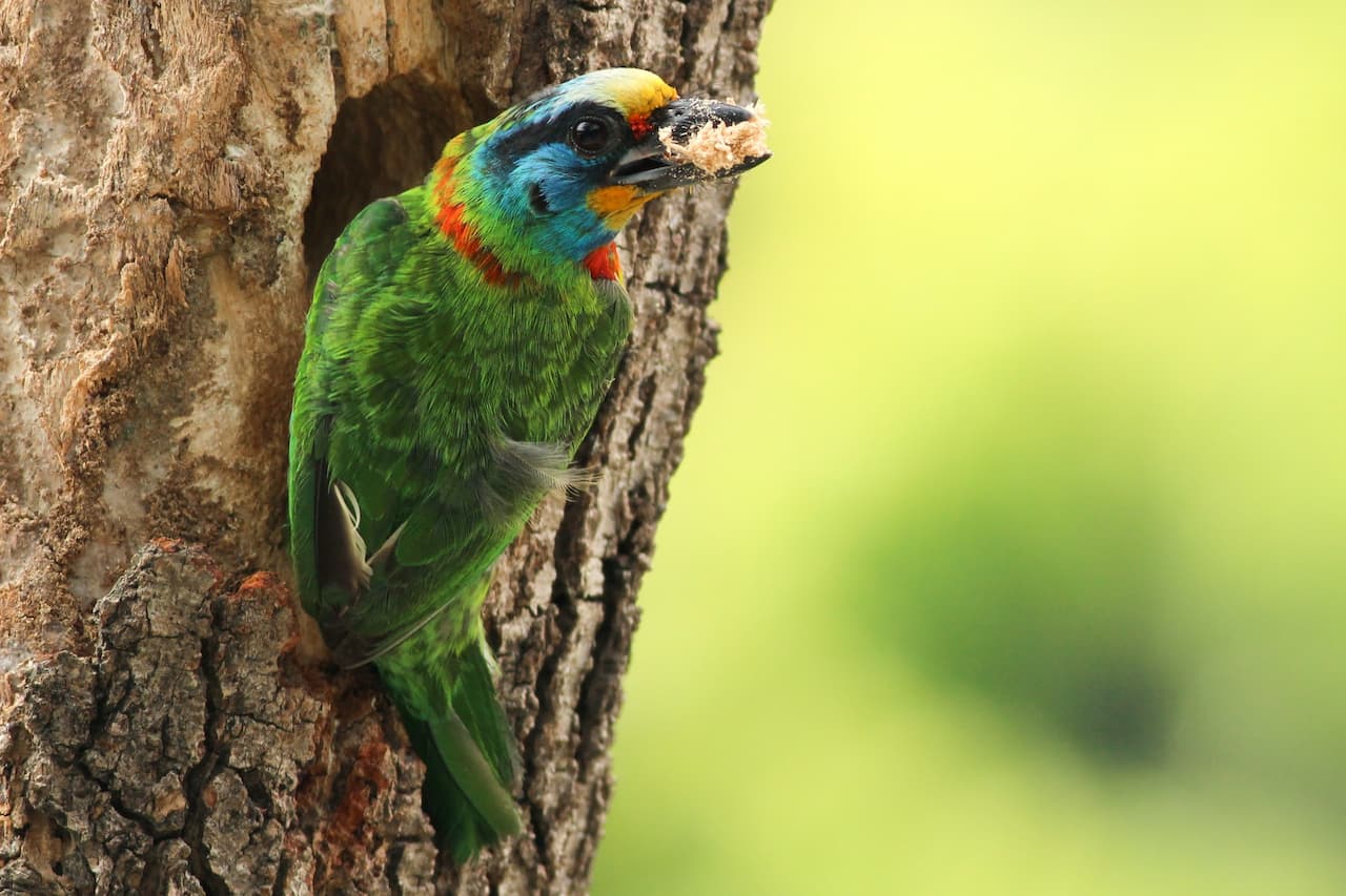 The Black-browed Barbets Getting A Piece Of Wood