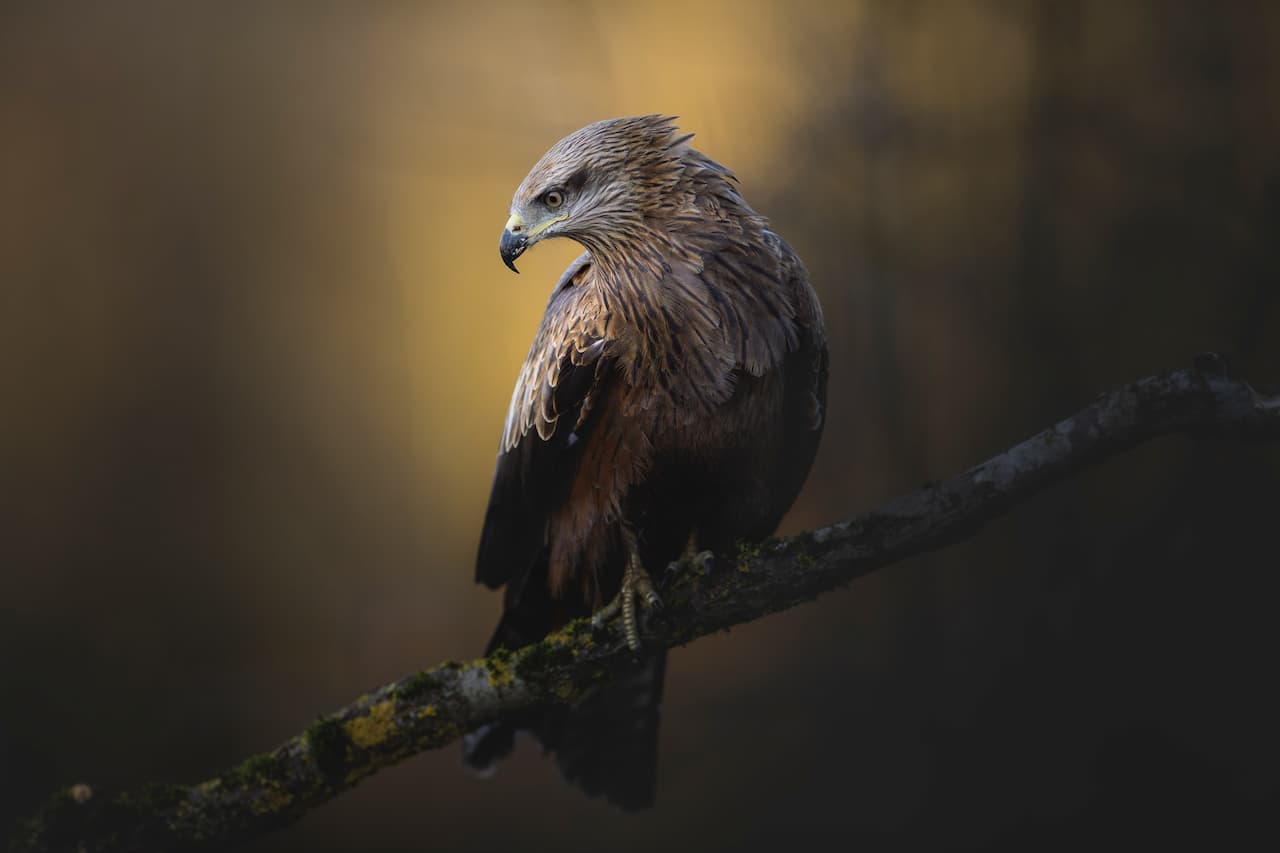 A Black Kite sitting on a branch in the forest.
