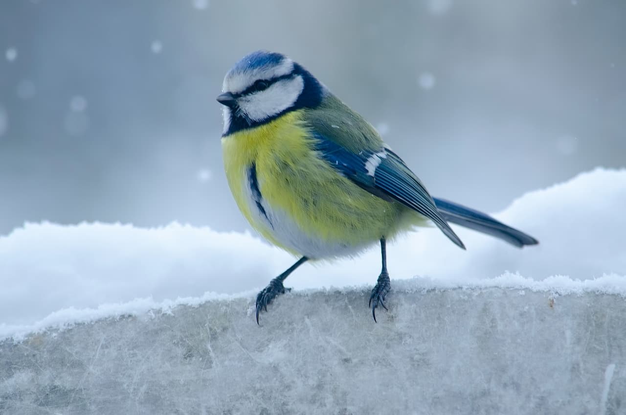 The Blue Tit Standing In A Snowy Day