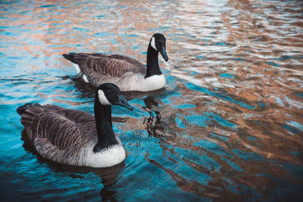 Two Canada Goose Floating In The Lake