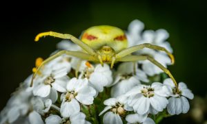 Chelicerate Spider On Flower