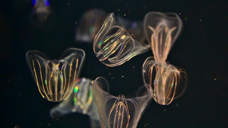 comb jelly bioluminescence feature