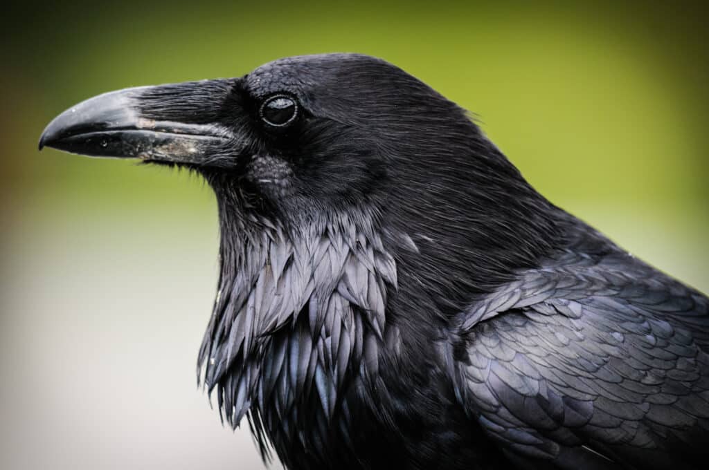 Closeup Image of Common Raven (Corvus corax) 