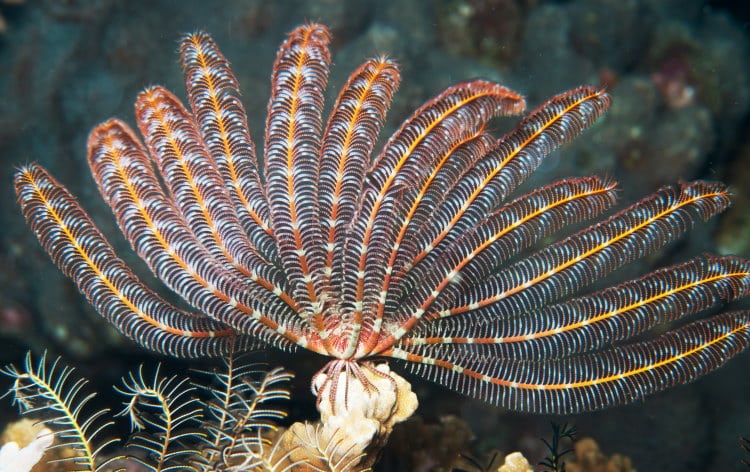 feather star in ocean