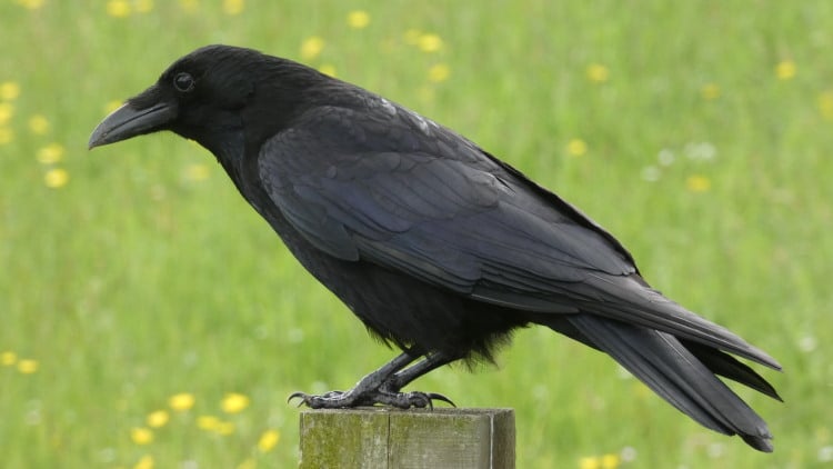 crow perching