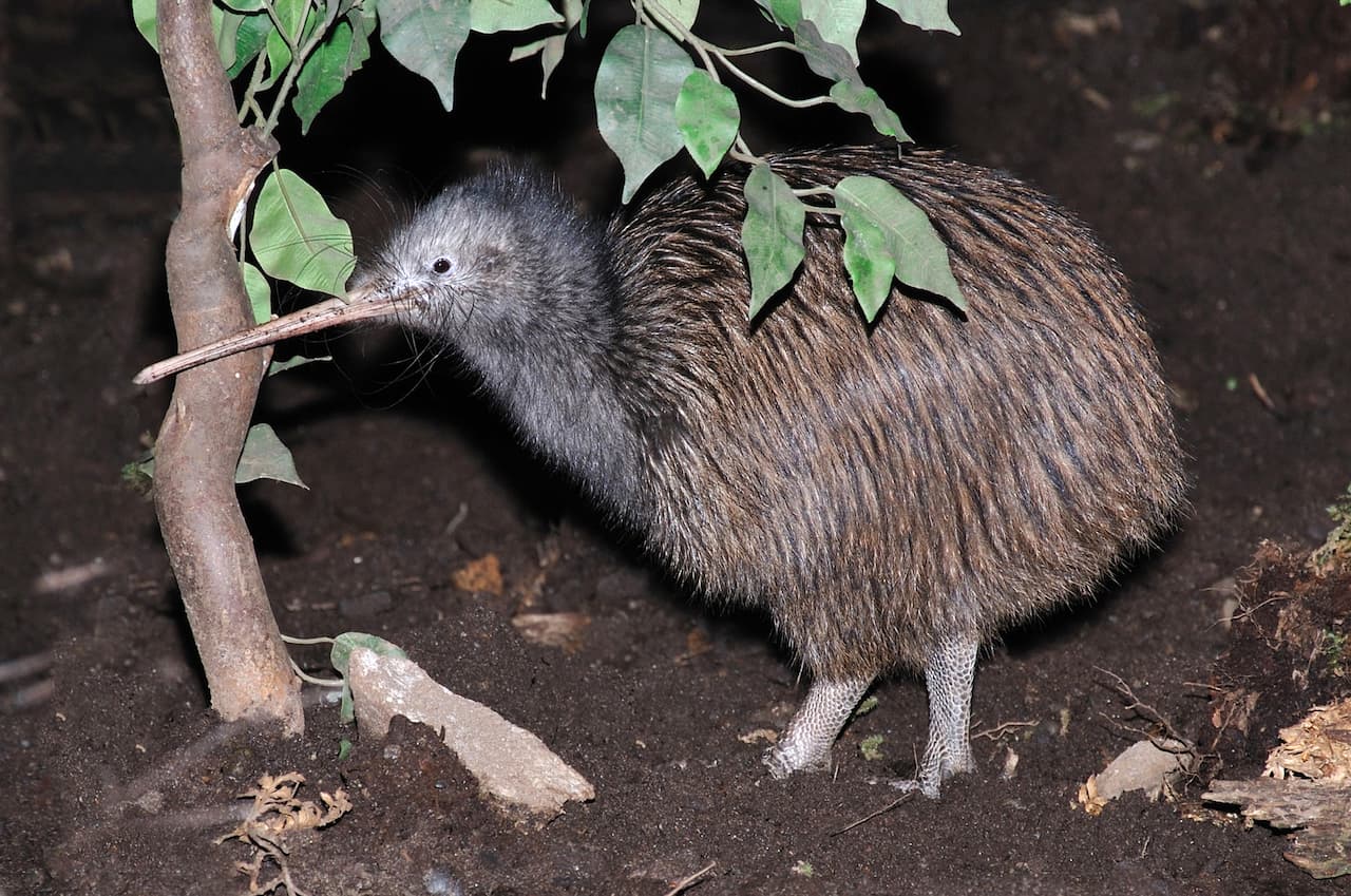 Cultural Significance Of The Kiwi Bird Common Kiwi
