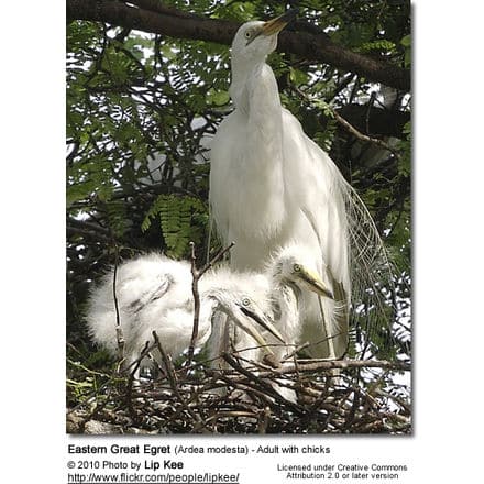 Eastern Great Egret (Ardea modesta) - Adult with chicks