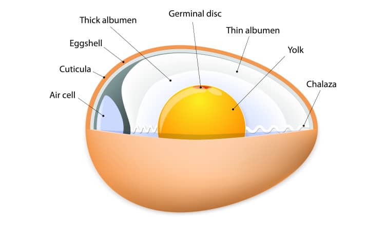 anatomy of birds egg