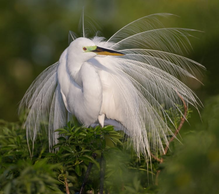 white egret plume