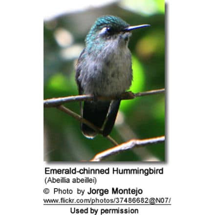 Emerald-chinned Hummingbirds (Abeillia abeillei) 