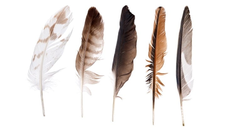 bird feather collection
