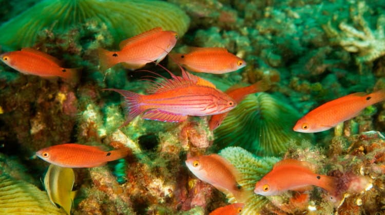 fish polygyny