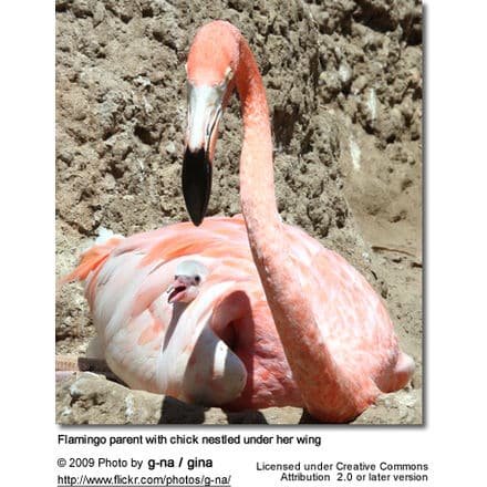 Flamingo Parent with Chick