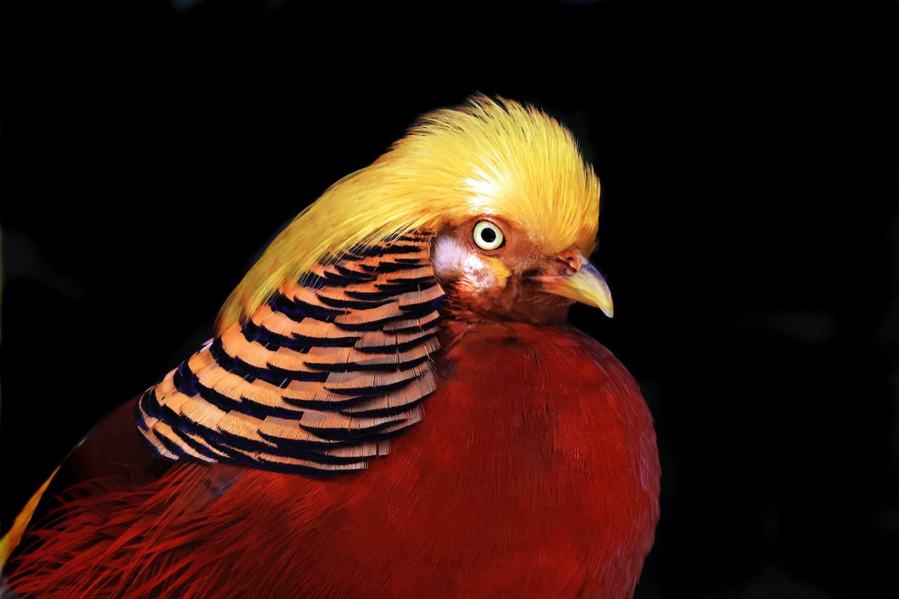 A Golden Pheasants with yellow feathers on its head.