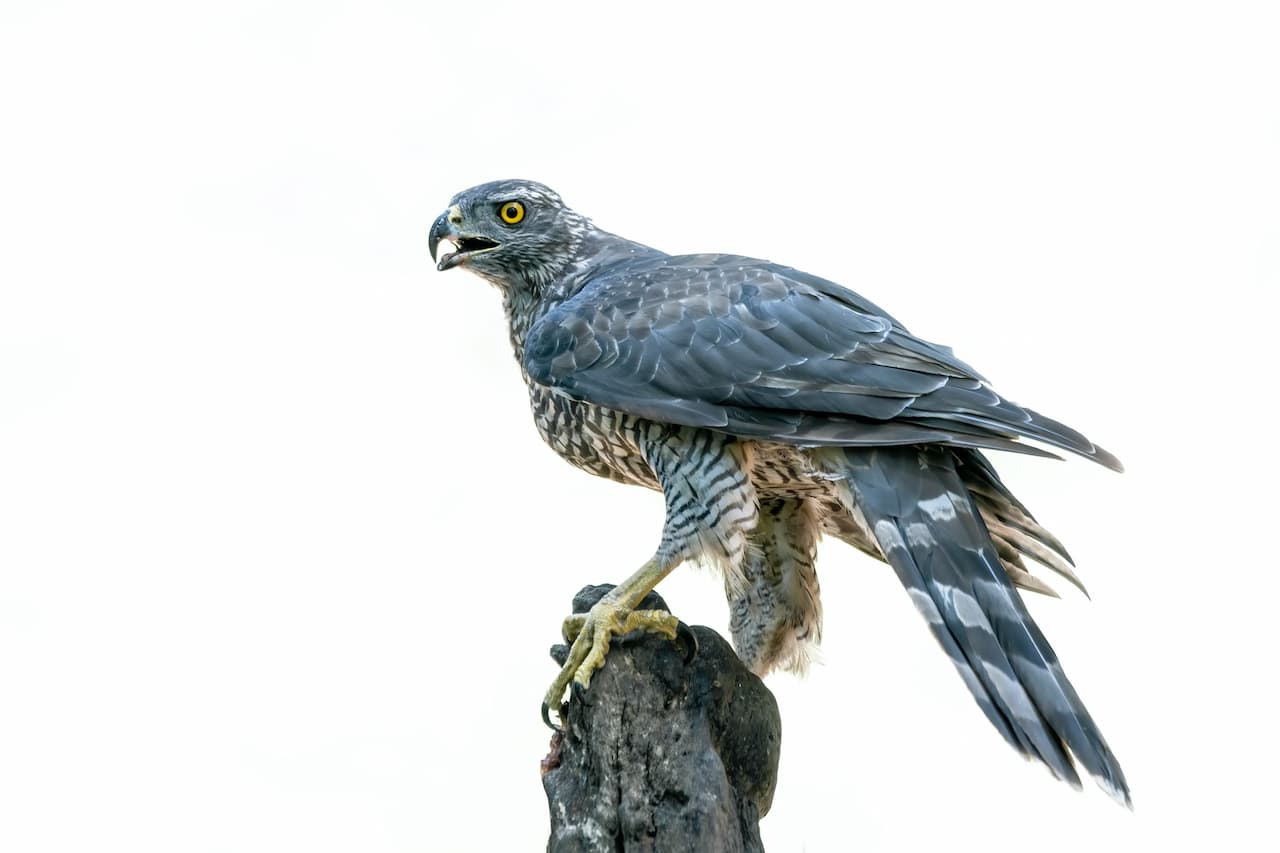 Goshawks Standing On The Top Of A Wood