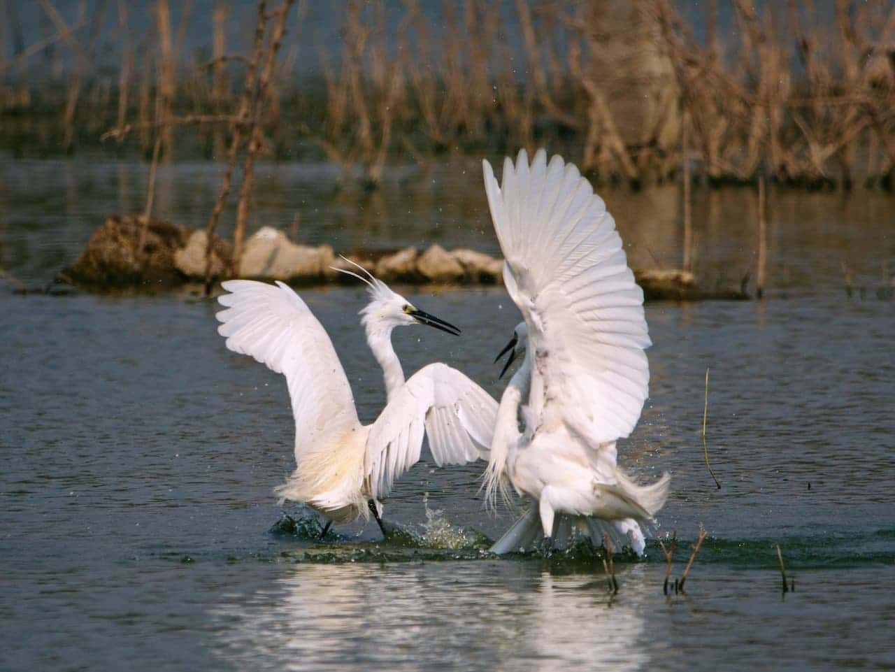 Two Great Egrets Fighting Each Other