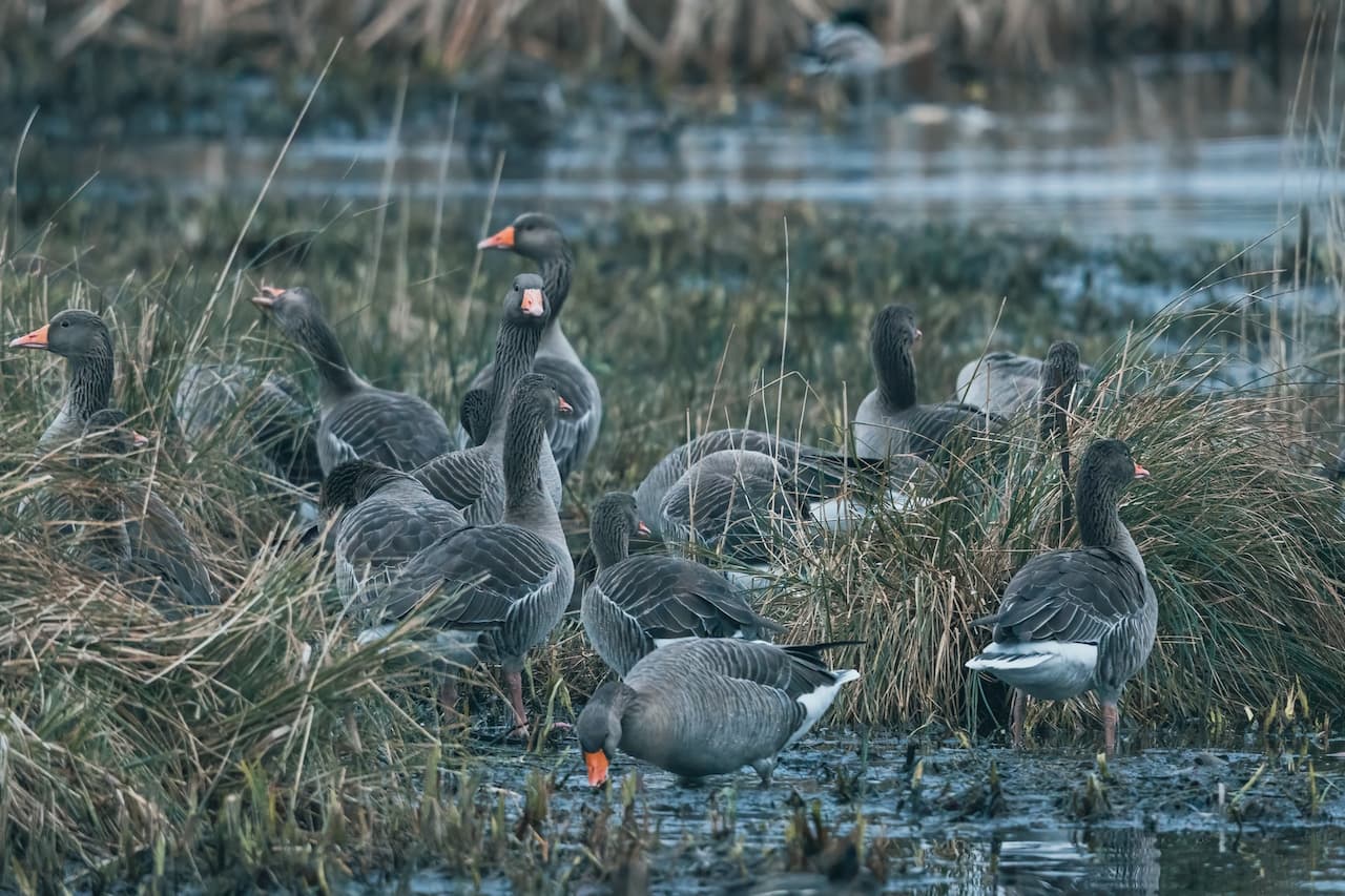 A Group Of Grey Geese In Grassy Area