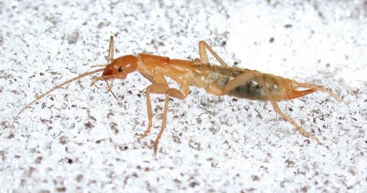 grylloblattodea bug on ice