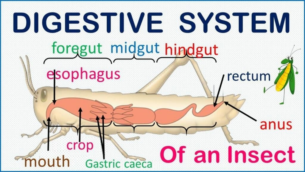 Insect digestive system