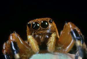 Jumping Spiders (Salticidae) Close Up