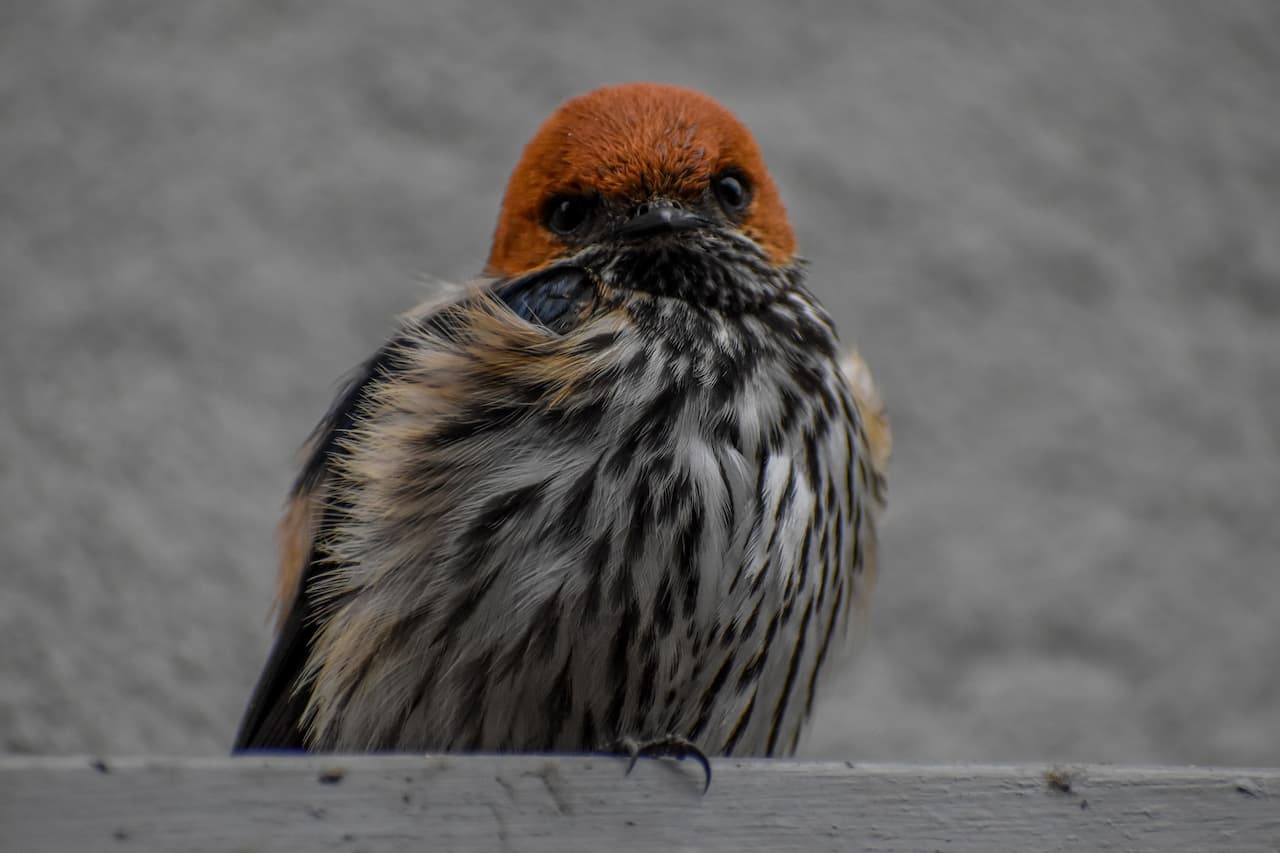 A Close-Up Photograph Of A Lesser Striped Swallow