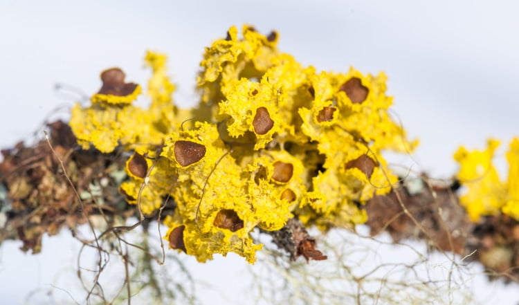 Cetraria canadensis lichen