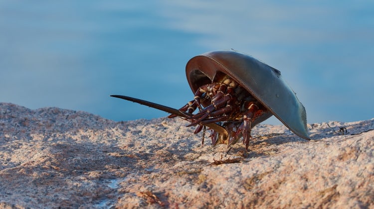 Horseshoe crab Limulus polyphemus