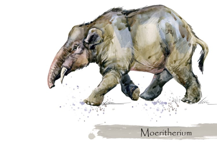 Moeritherium early elephant