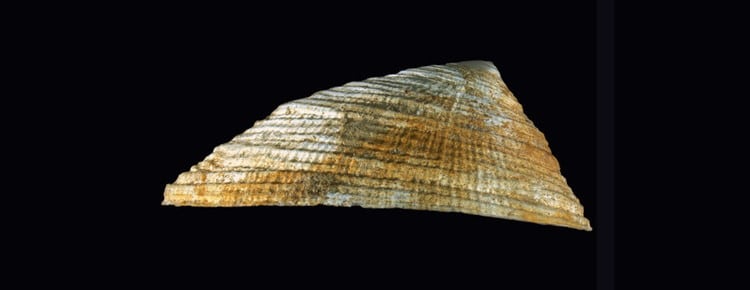 Monoplacophora shell