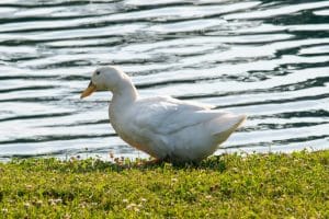 Muscovy vs Pekin Duck Differences Explained