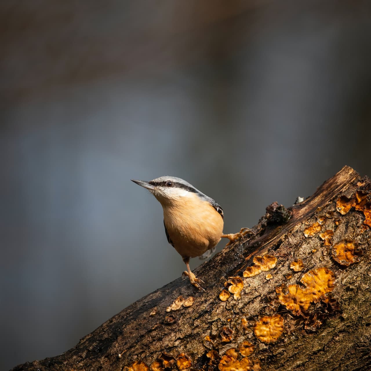 Bird Perch On A Tree Non-Passeriformes Checklist
