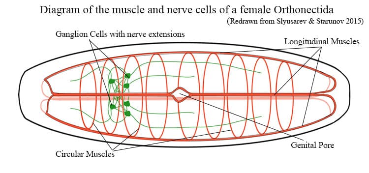 Diagram of the muscles and nerve cells of a female orthonectida.