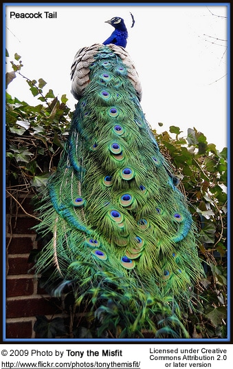 Peacock Tail