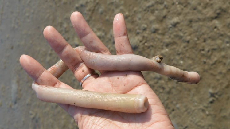 Phylum Sipuncula (Peanut Worms) in hand