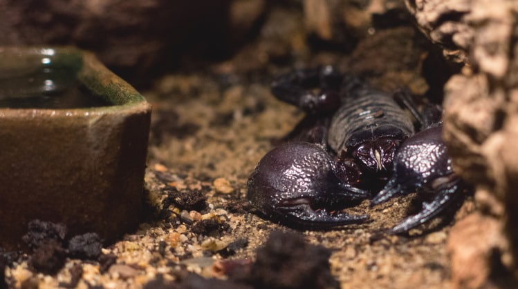 pet scorpion in terrarium